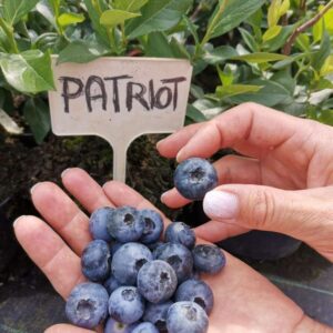 PATRIOT